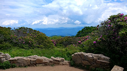 Rhododendrons at Craggy Gardens along the Blue Ridge Parkway in North Carolina....