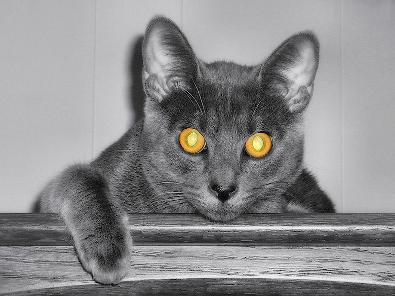 A photograph looking straight in the face of a grey cat with golden glowing eyes. Edited with selective coloring to emphasize the mesmerizing eyes.