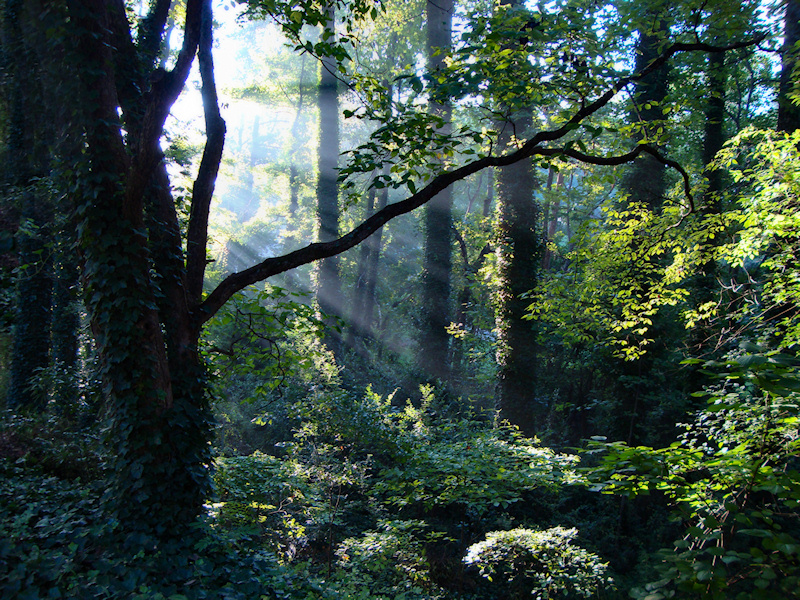 Brilliant white rays of the morning sun streaming from behind dark branches into a rich green summer forest, with massive ivy-covered trees and fertile underbrush.