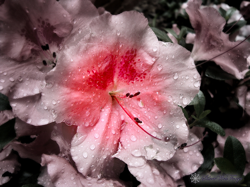 A photograph of a soft pink azalea, the petals sprinkled with raindrops after a spring storm and enhanced by selective coloring.