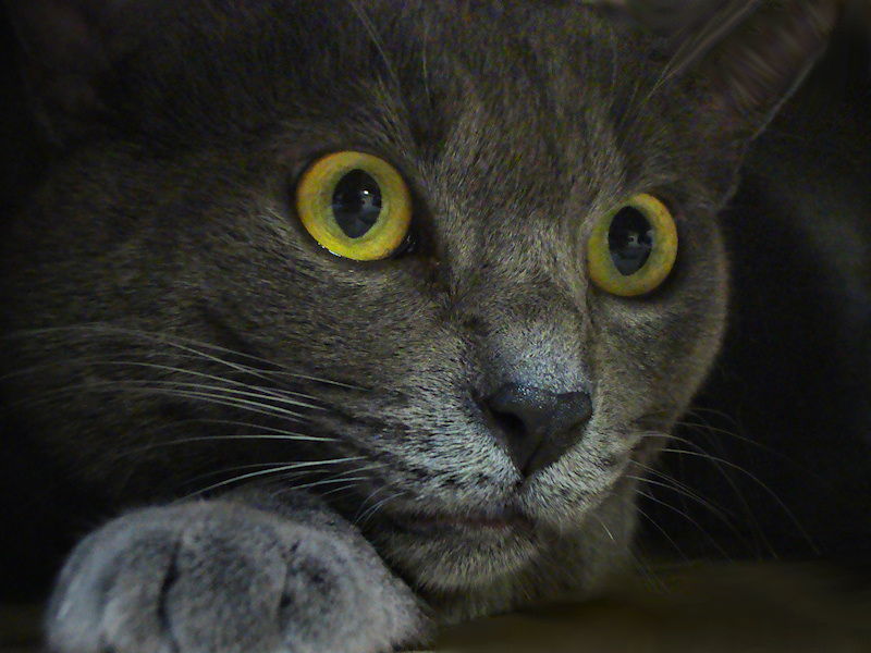 A close-up shot of the face of a grey cat with yellow eyes and dilated pupils, resting his head on his paw and staring intently at something behind the camera.