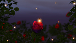 In the dusk of a summer night fireflies float and glow over a rose garden filled with vibrant red roses....