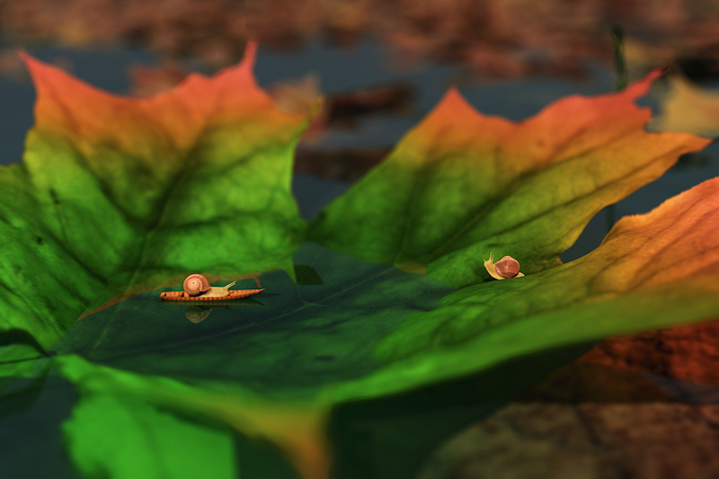 A snail is crossing the puddle of water held in a fallen autumn leaf in a little boat, while another snail waits expectantly on the other side of the pool.