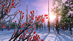 Bright red berries covered in sparkling ice against the backdrop of a glowing winter sunset behind bare trees and dark pines....