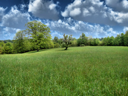 A rich green landscape, with a field of tall grass edged with trees under a deep blue sky full of clouds. A gnarled dead tree stands by itself in the ...