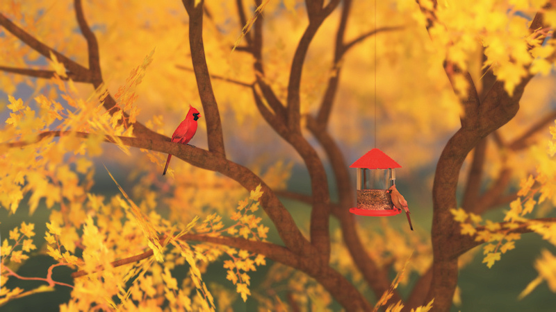 In a vivid yellow maple a male cardinal perches, keeping watch over his mate on the nearby bird feeder.