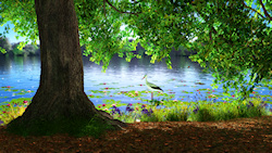 A peaceful summer afternoon beside a still lake, looking out from beneath the shade of a red maple tree with its branches and green leaves overshadowi...