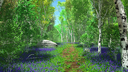 An overgrown path meandering through the birch forest on a sunny summer day. In the shade of the trees cluster carpets of bluebells in shades of blue ...