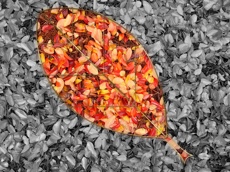 A selectively colored autumn photograph of fallen crepe myrtle leaves, with a gold-framed leaf shape of bright red, orange, and yellow against a black and white background.