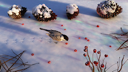 On an icy winter morning a lone chickadee hops through the snow among the fallen pine cones, feasting on the bright red berries on the ground....
