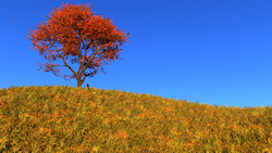 On top of a hill covered with tall golden grass, against a clear blue sky, a solitary orange maple stands with a wooden bench under it to stop and res...