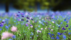 A field of cornflowers in shades of deep and pale blue, purple, lavender, and pink, with pale green leaves....