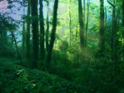Rays of the morning sun streaming into a brilliantly green summer forest, with massive ivy-covered trees and a thick blanket of underbrush. A photogra...