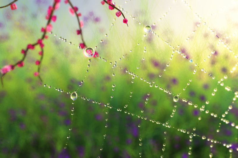 A silvery spider web covered with sparkling dew drops glitters in the warm sunlight of a fresh green spring morning. The tiny pink blossoms of a tree hang behind the web, reflected in the droplets.
