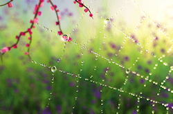 A silvery spider web covered with sparkling dew drops glitters in the warm sunlight of a fresh green spring morning. The tiny pink blossoms of a tree ...