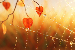 A silvery spider web covered with sparkling dew drops glitters in the warm sunlight of a golden autumn morning. The last orange leaves of a tree hang ...