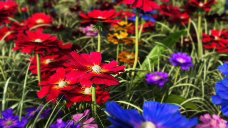 A riot of colorful spring flowers in bright red, blue, purple, pink, and orange. The focus is on a crimson flower in the foreground, with a rainbow of blooms surrounding it. This multi-colored 3D flower garden was created in Vue.