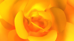 A 3D closeup created in Vue, of a fiery yellow rose, its translucent gold and orange petals glowing in the warm sunlight. The sunny cheerfulness of th...