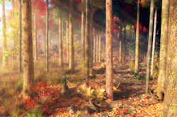 Rays of warm autumn sunlight glance through the yellow and red trees at the edge of the woods and brighten the fallen leaves on the forest floor. Deep...