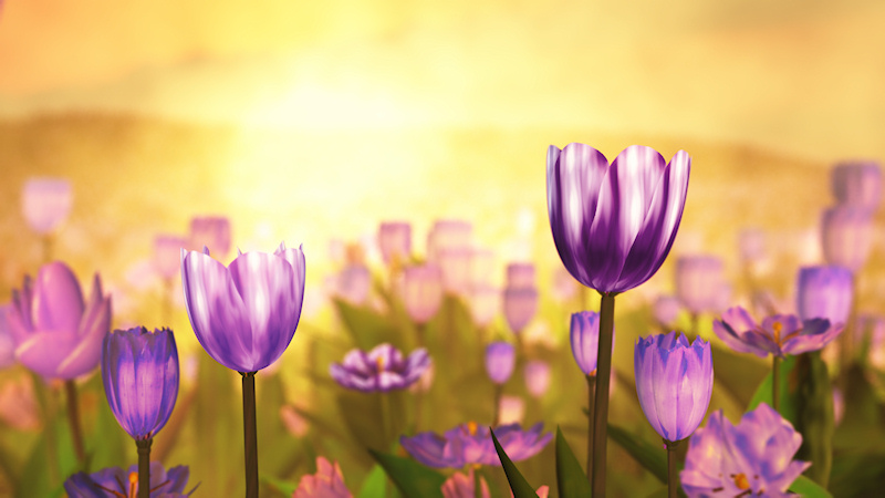 A golden sun rising over a field of purple tulips.