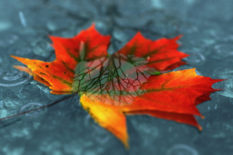 On a rainy autumn day, the pool of water in a fallen maple leaf reflects the tree it came from.