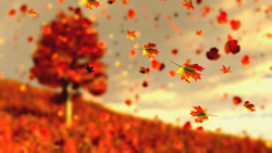 Against the backdrop of a lone maple in a hillside, bright orange and yellow autumn leaves float on the breeze....