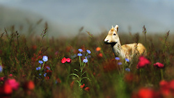 On a misty morning a young deer stands in a flowering meadow, almost hidden by the grass and flowers....