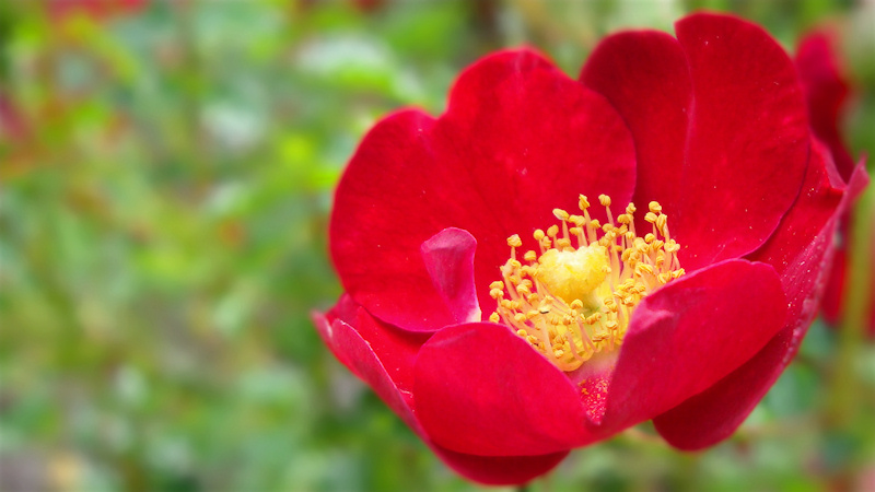 A macro photograph of a bright red single-petal miniature rose with a sunny yellow center.