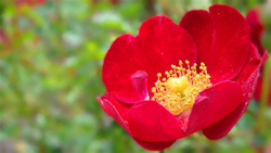 A macro photograph of a bright red single-petal miniature rose with a sunny yellow center....