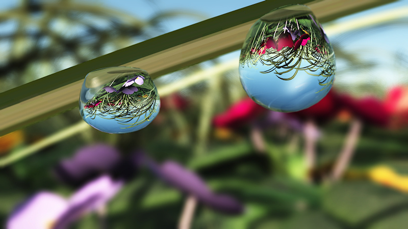 A 3D computer-generated closeup created in Vue, focusing on raindrops dripping off a blade of grass in a field of flowers. The blurred red, yellow, and lavender primroses in the background are reflected clearly in the water drops.
