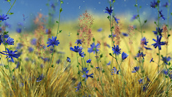 Vivid blue chicory and cornflowers bloom in a golden field of grass under a pale blue sky. The blond and green background is also interrupted by the s...