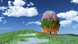 Four seasons appear on a lone tree standing in a grassy meadow. The top branches are bare and snow-covered, giving way to pink blossoms, which turn to...